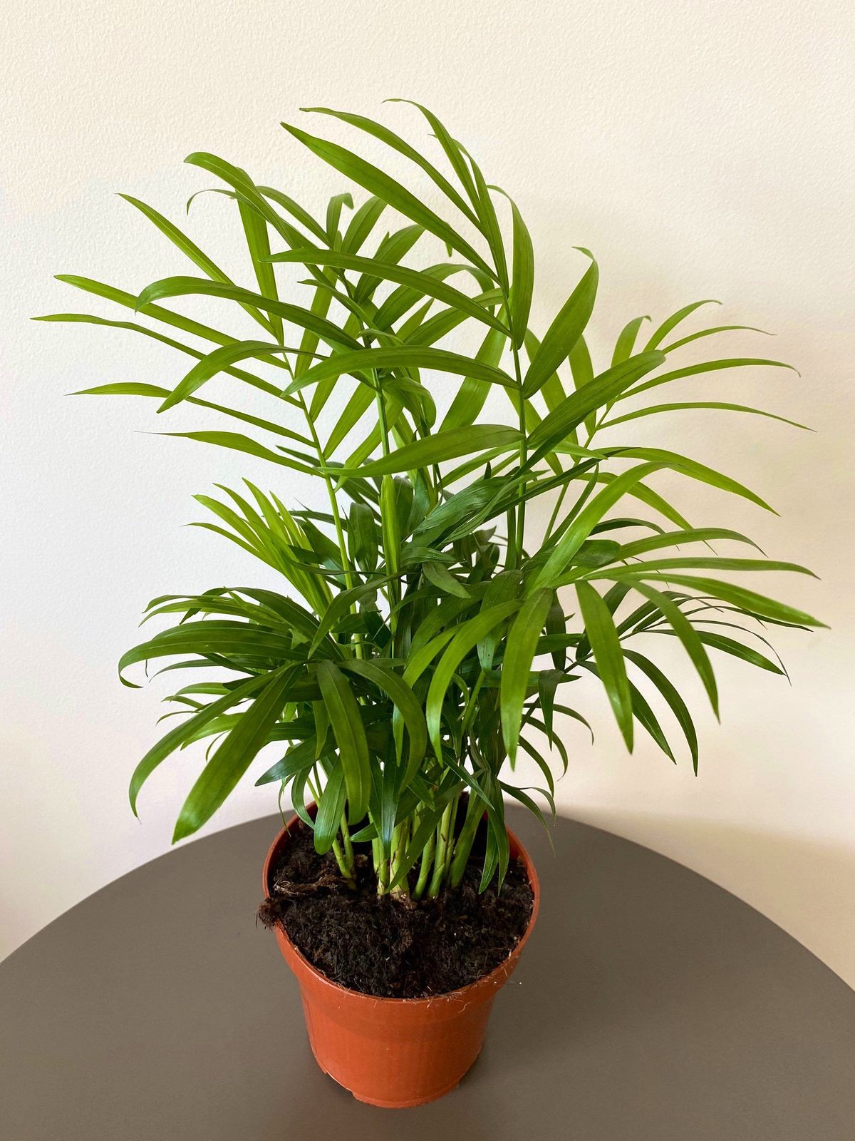 Parlour Palm Plant  (Parlor Palm / Neanthe Bella Palm )
